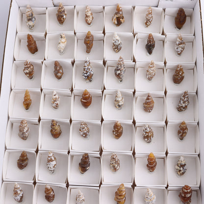 Agate-Replaced Shells Flat of 54 - Expert Wholesale and Supplier of Wholesale Crystals & Bulk Gemstones, ["Agate","Agate Shells","Morocco","shell","shells"]