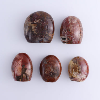 Petrified Wood Freeforms Set of 5 - Expert Wholesale and Supplier of Wholesale Crystals & Bulk Gemstones, ["Freeform","Freeforms","Madagascar","Petrified Wood"]