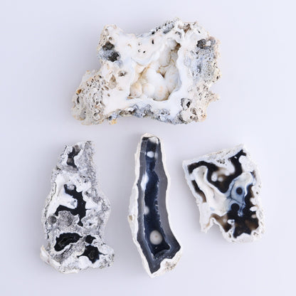 Agatized Coral Flat - Expert Wholesale and Supplier of Wholesale Crystals & Bulk Gemstones, ["Agate","Agatized Coral","Coral","United States"]