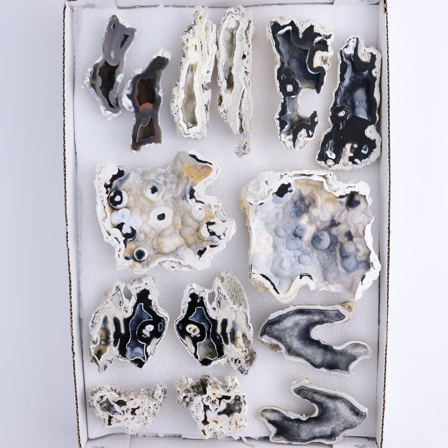 Agatized Coral Flat - Expert Wholesale and Supplier of Wholesale Crystals & Bulk Gemstones, ["Agate","Agatized Coral","Coral","United States"]