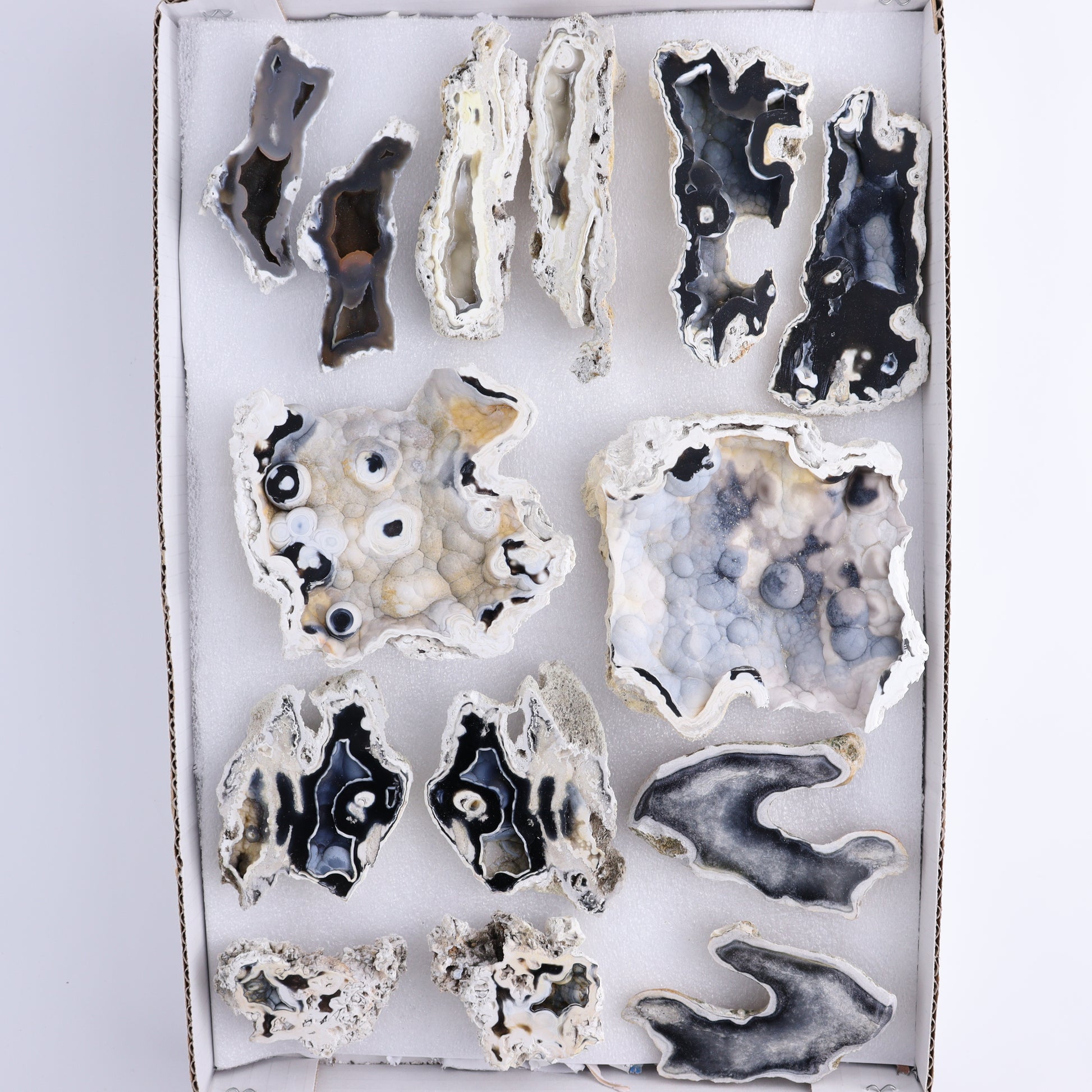 Agatized Coral Flat - Expert Wholesale and Supplier of Wholesale Crystals & Bulk Gemstones, ["Agate","Agatized Coral","Coral","United States"]
