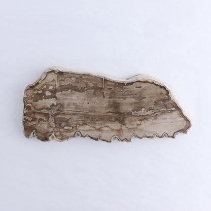 Petrified Wood Slices & Slabs Set of 3
