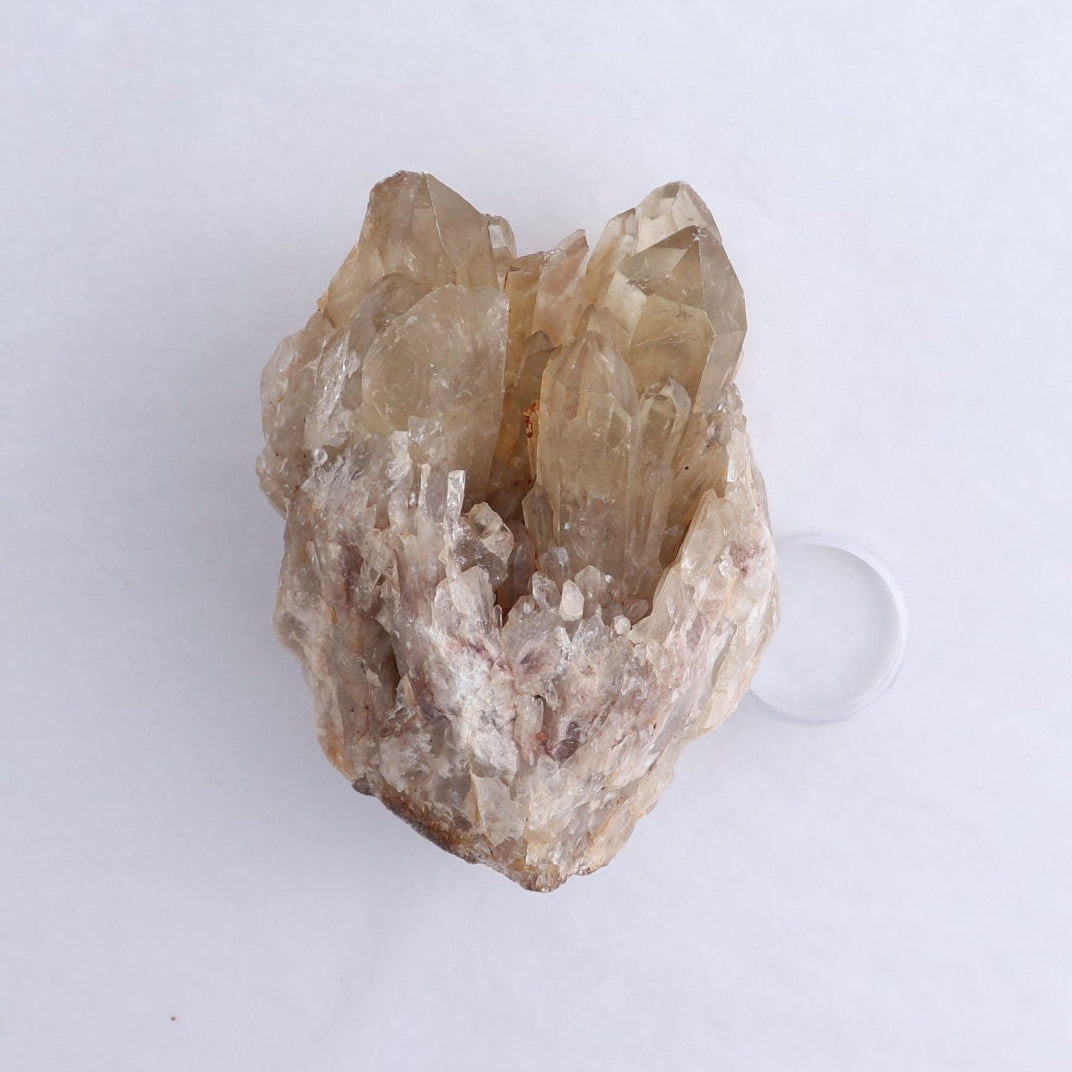 Congo Citrine Set of 6