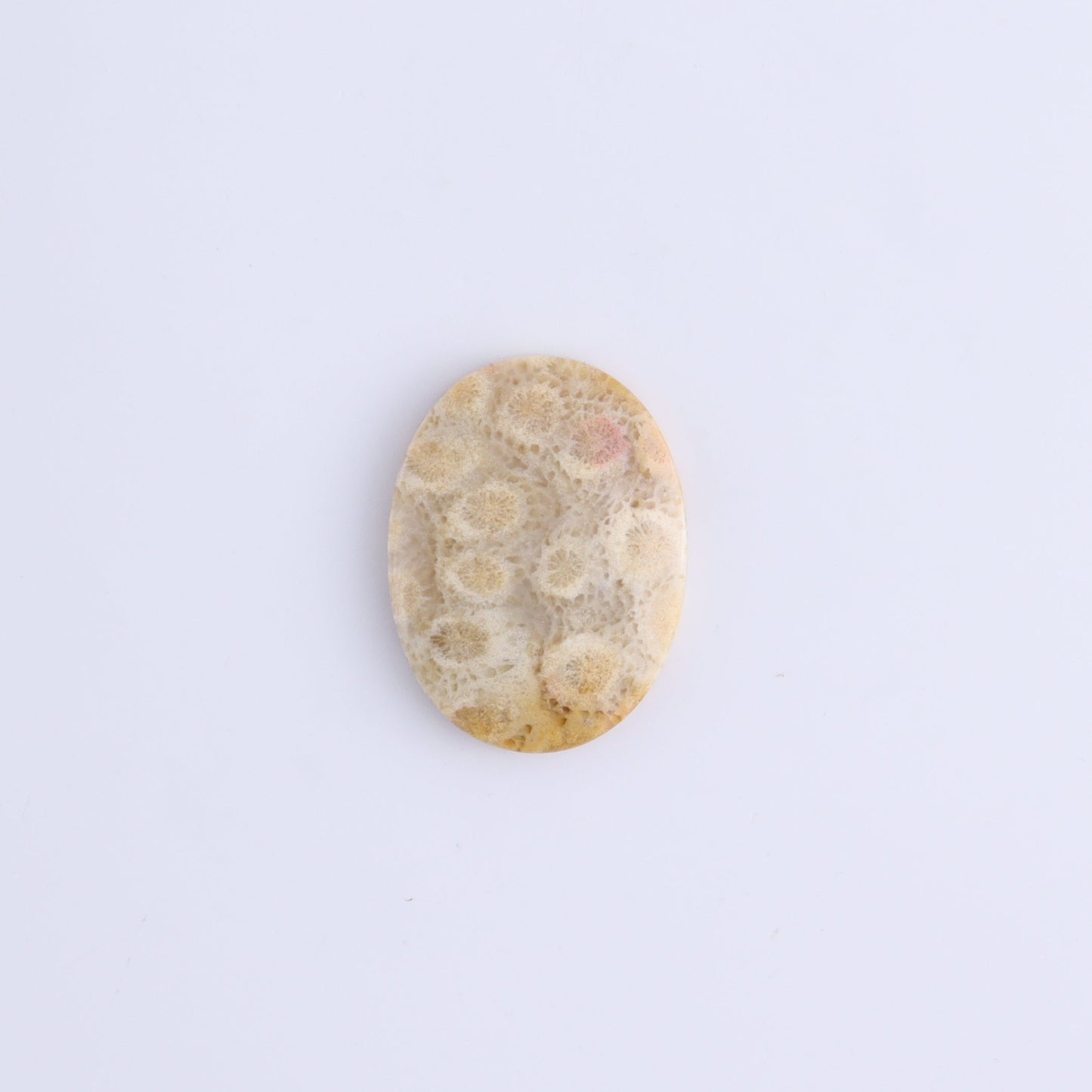 One Fossil Coral Oval Cab - Expert Wholesale and Supplier of Wholesale Crystals & Bulk Gemstones, ["Cabs","fossil coral","Oval"]