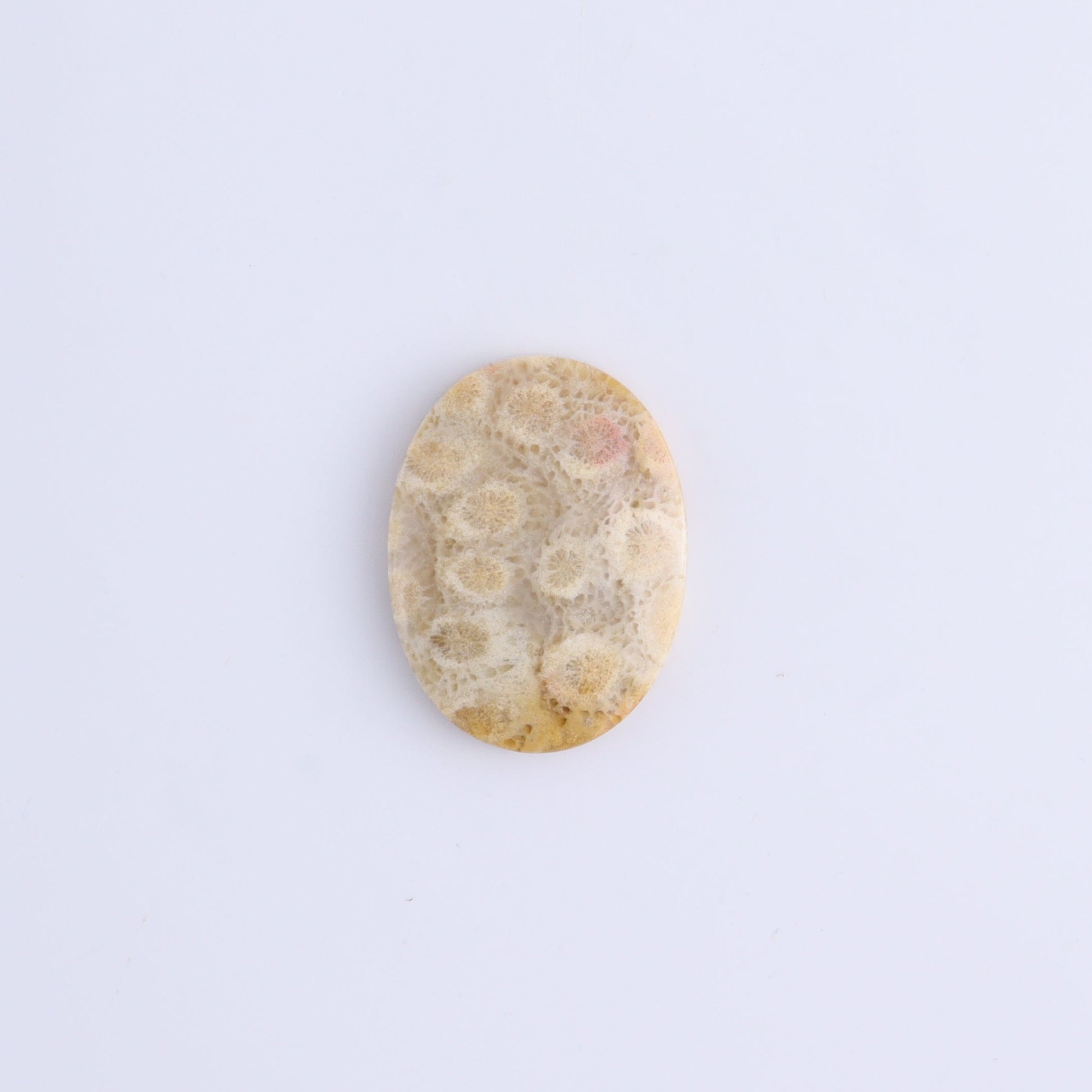 One Fossil Coral Oval Cab - Expert Wholesale and Supplier of Wholesale Crystals & Bulk Gemstones, ["Cabs","fossil coral","Oval"]
