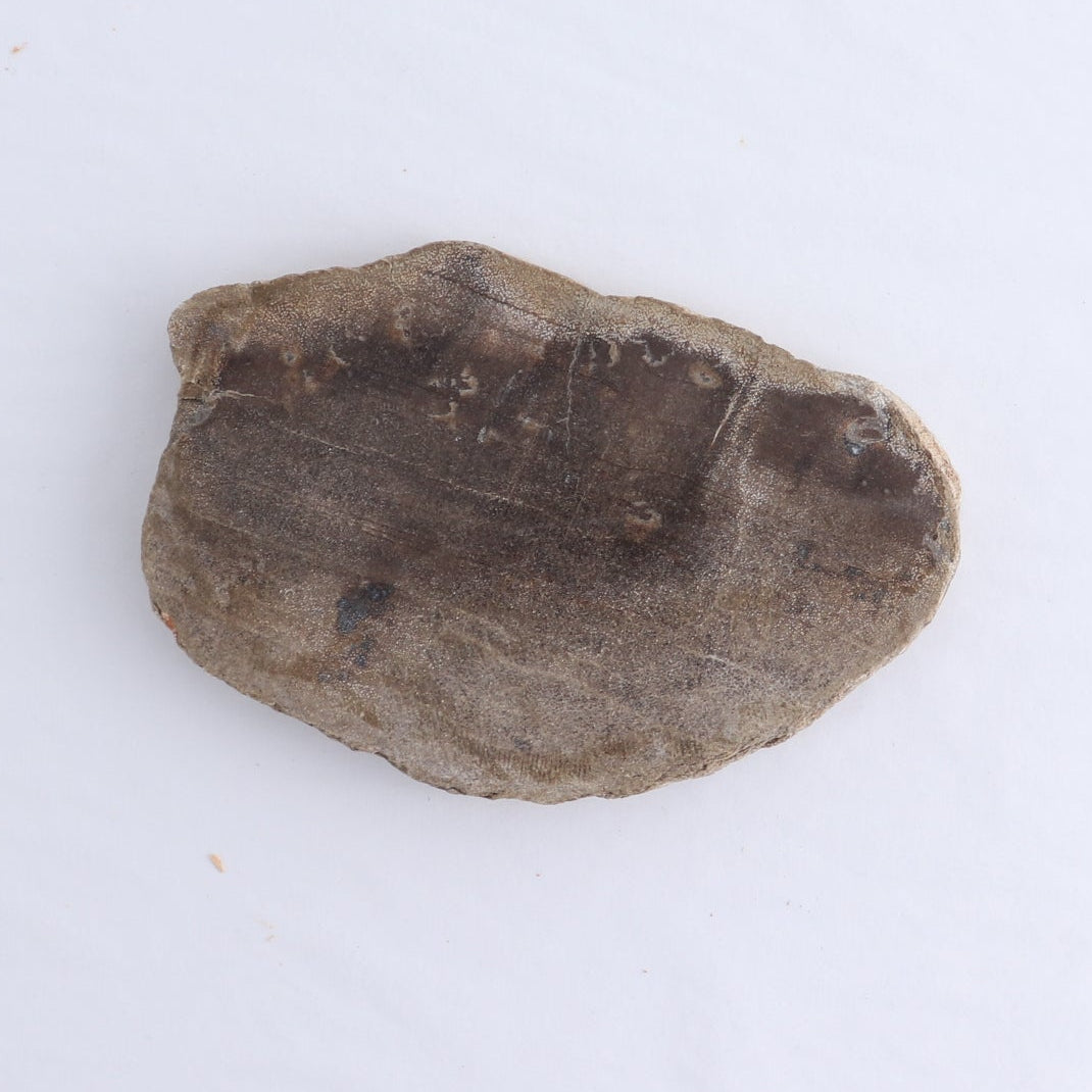 Petrified Wood Slices & Slabs Set of 4