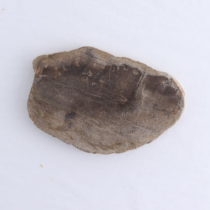 Petrified Wood Slices & Slabs Set of 4