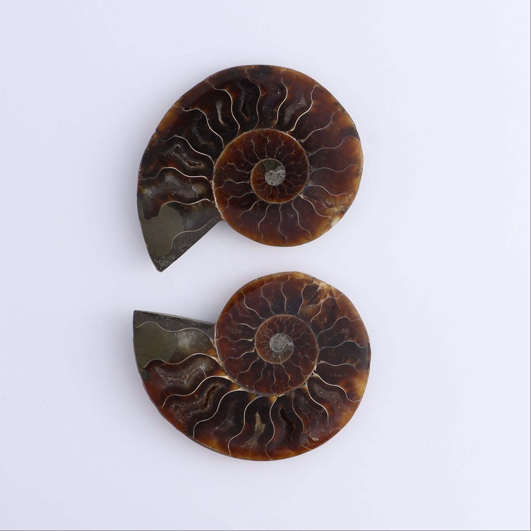 Ammonite Shells Set of 8 - Expert Wholesale and Supplier of Wholesale Crystals & Bulk Gemstones, ["Ammonite","Madagascar","shells"]