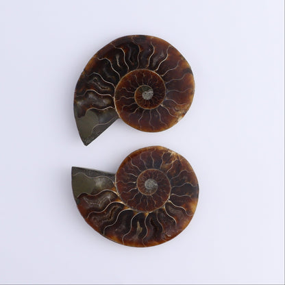 Ammonite Shells Set of 8 - Expert Wholesale and Supplier of Wholesale Crystals & Bulk Gemstones, ["Ammonite","Madagascar","shells"]