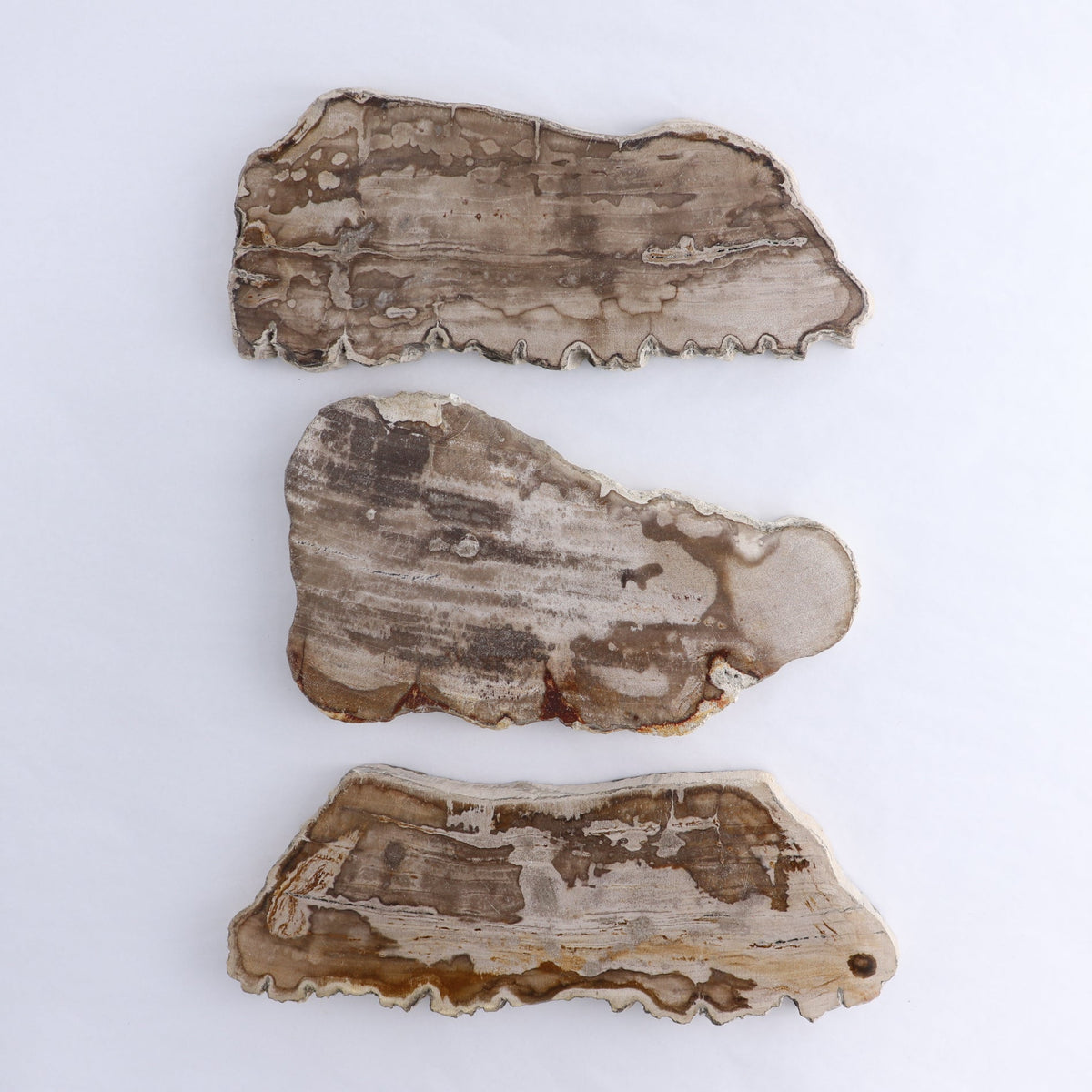 Petrified Wood Slices & Slabs Set of 3