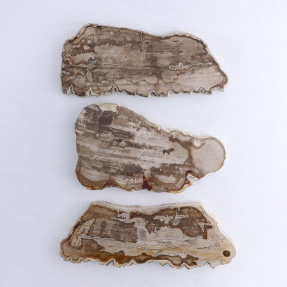 Petrified Wood Slices & Slabs Set of 3