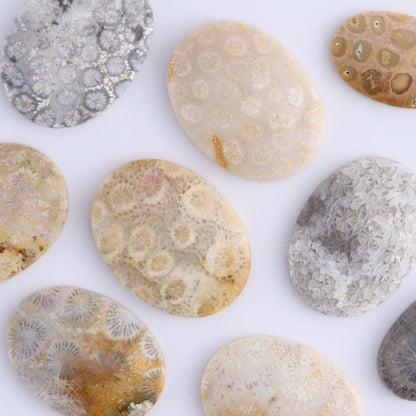 One Fossil Coral Oval Cab - Expert Wholesale and Supplier of Wholesale Crystals & Bulk Gemstones, ["Cabs","fossil coral","Oval"]
