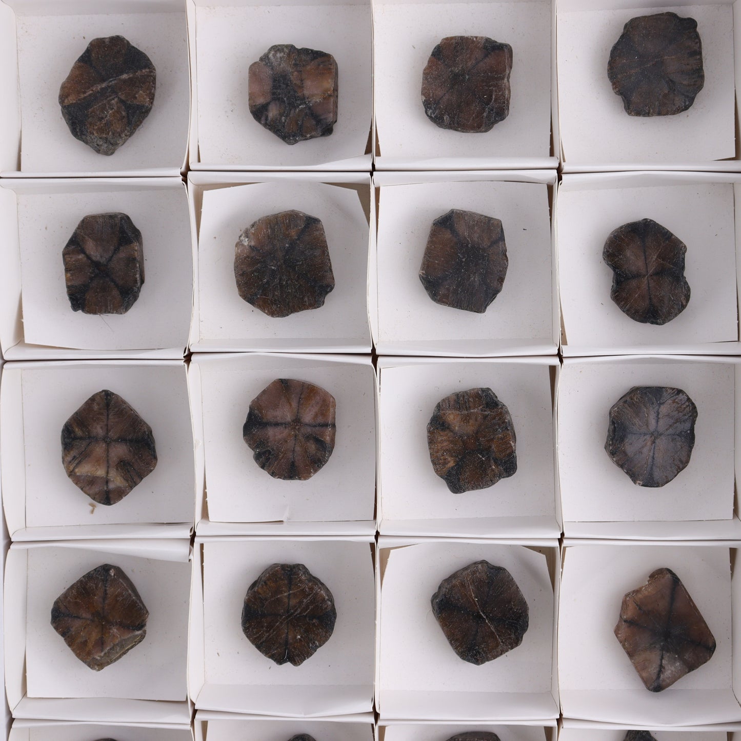 Chiastolite Flat of 24 - Expert Wholesale and Supplier of Wholesale Crystals & Bulk Gemstones, ["chiastolite","China","flat","Flats"]