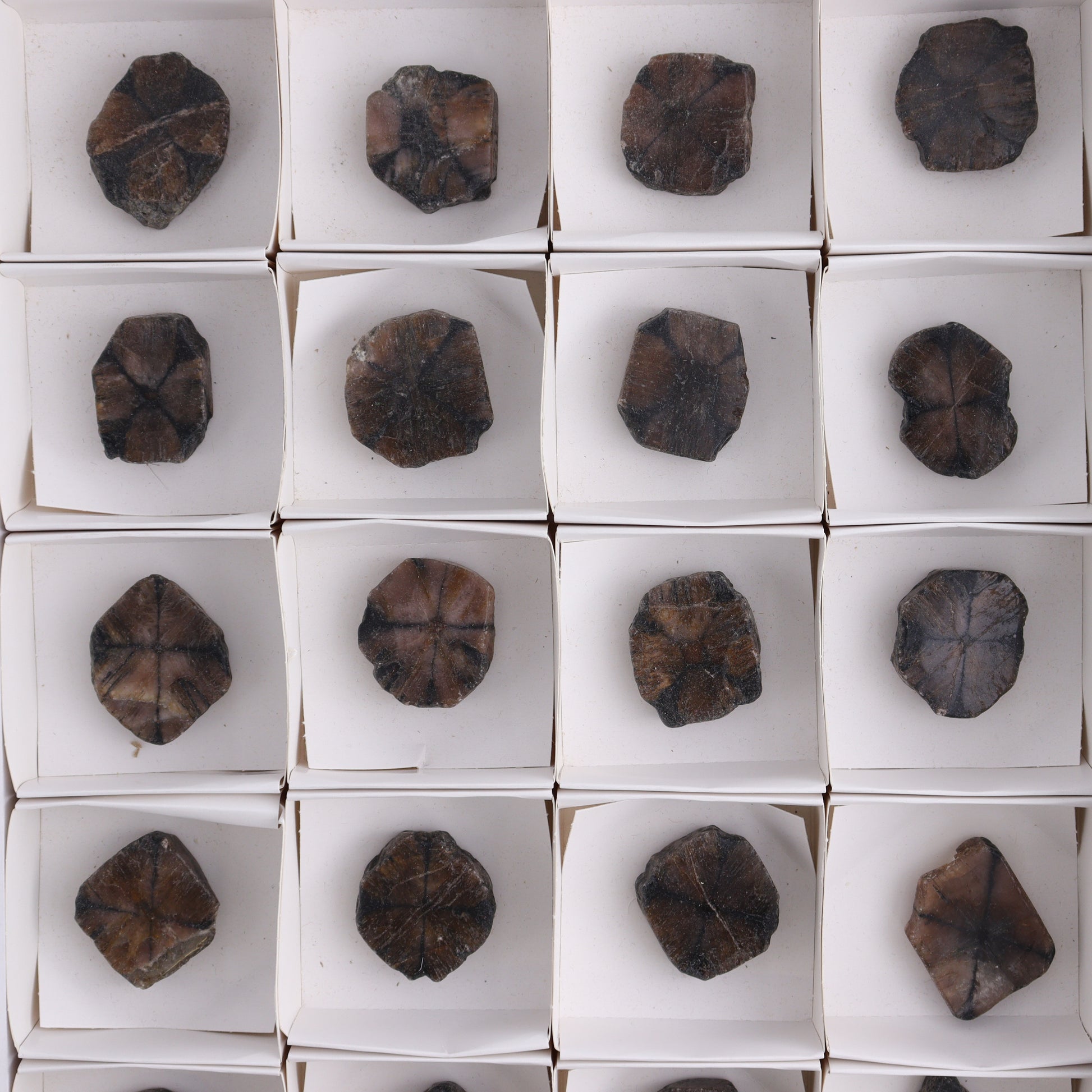 Chiastolite Flat of 24 - Expert Wholesale and Supplier of Wholesale Crystals & Bulk Gemstones, ["chiastolite","China","flat","Flats"]