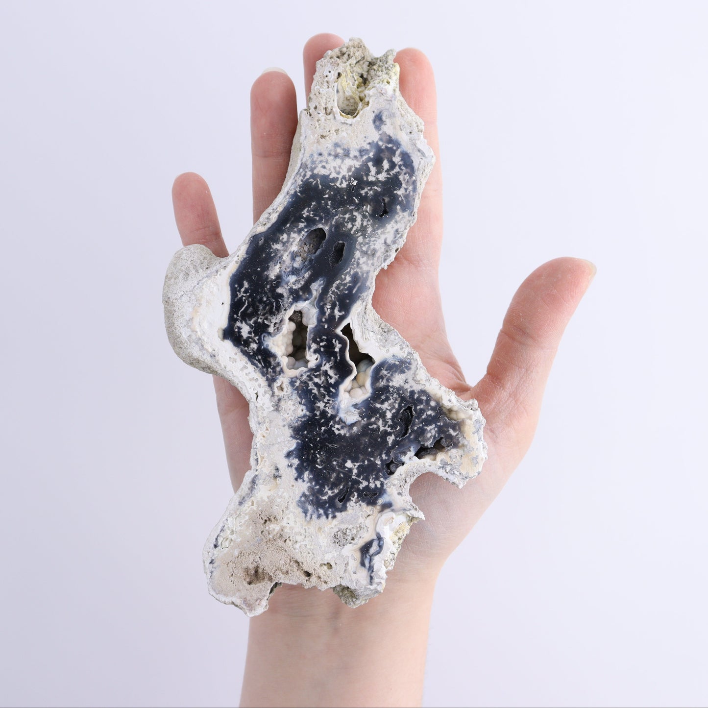 Agatized Coral Flat - Expert Wholesale and Supplier of Wholesale Crystals & Bulk Gemstones, ["Agate","Agatized Coral","Coral","United States"]