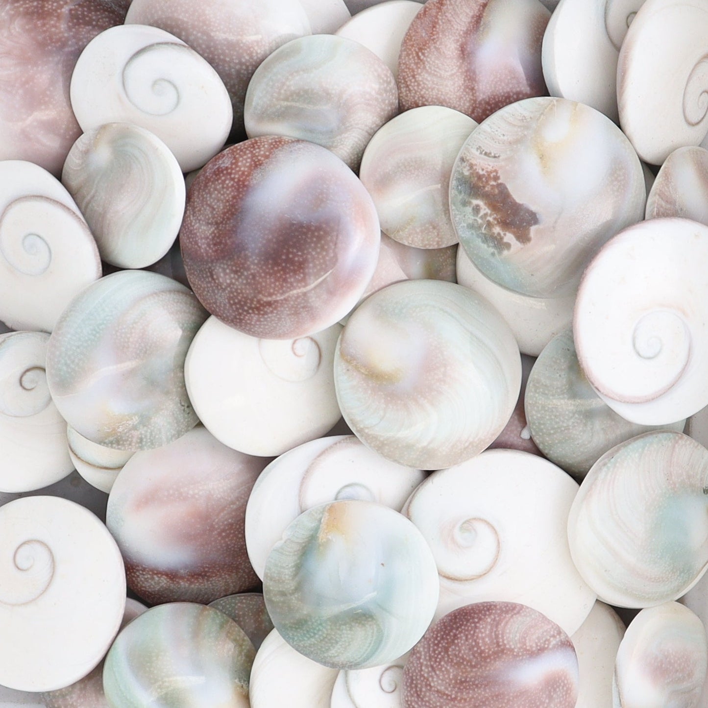 Shiva Shells Polished 1 kg Set - Expert Wholesale and Supplier of Wholesale Crystals & Bulk Gemstones, ["shell","shells","Shiva Shell"]