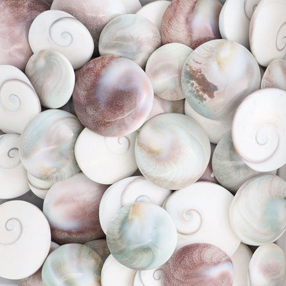 Shiva Shells Polished 1 kg Set - Expert Wholesale and Supplier of Wholesale Crystals & Bulk Gemstones, ["shell","shells","Shiva Shell"]