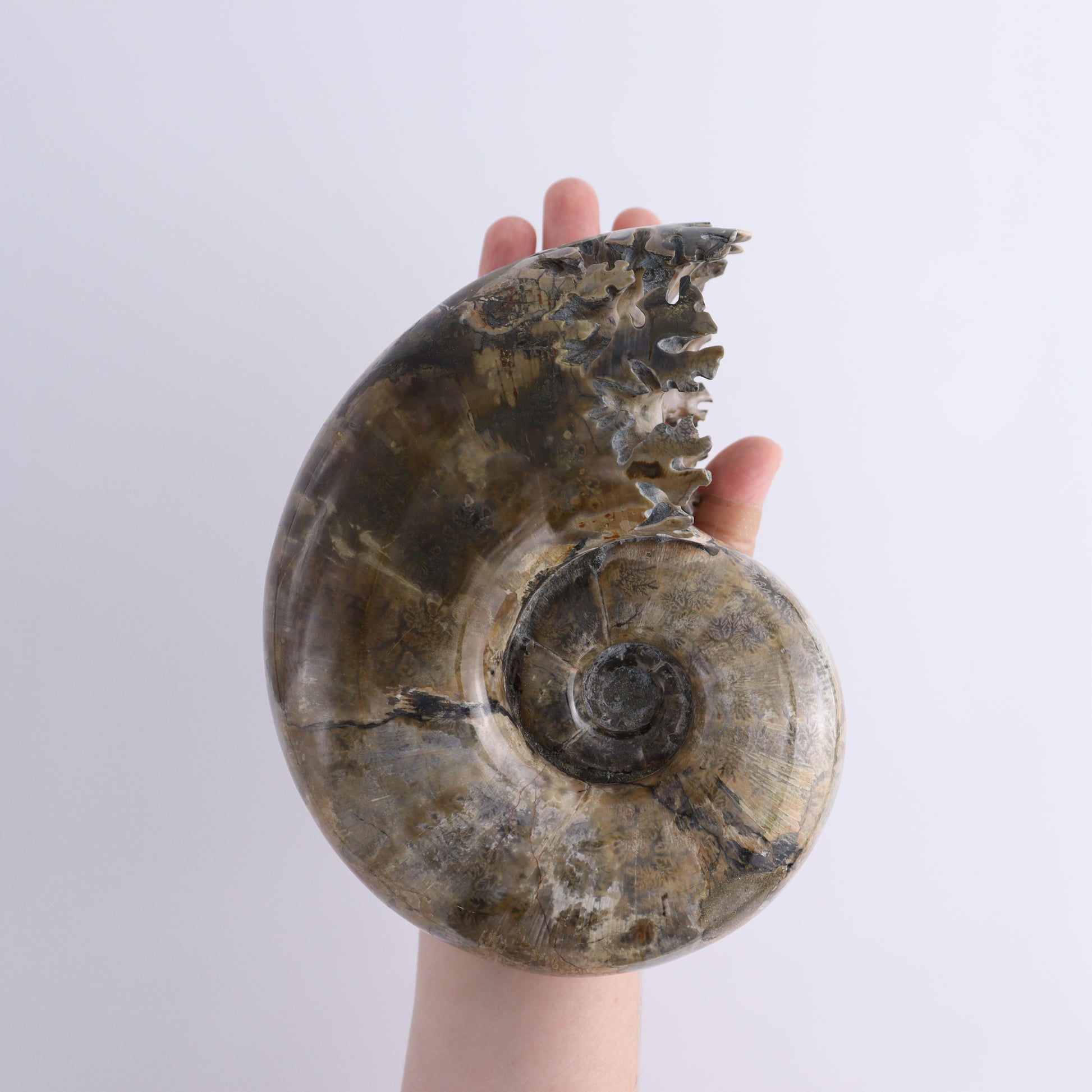 Ammonite Shell - Expert Wholesale and Supplier of Wholesale Crystals & Bulk Gemstones, ["Ammonite","shells"]
