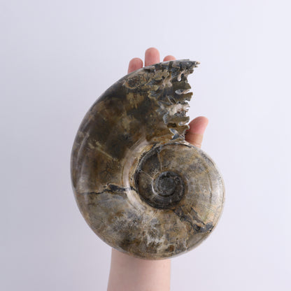 Ammonite Shell - Expert Wholesale and Supplier of Wholesale Crystals & Bulk Gemstones, ["Ammonite","shells"]