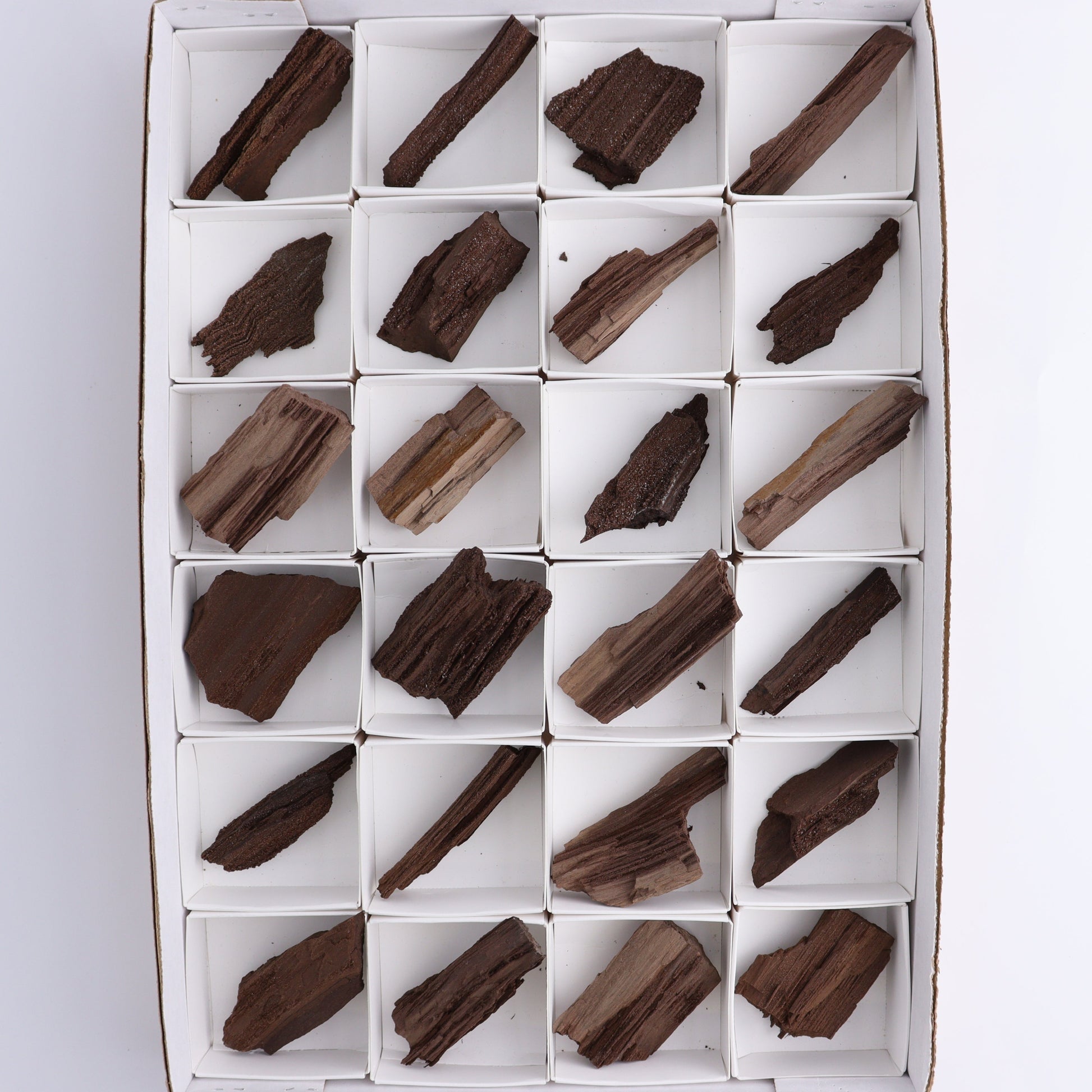 Permineralized Wood Flat of 24 - Expert Wholesale and Supplier of Wholesale Crystals & Bulk Gemstones, ["Flats","Germany","Permineralized Wood"]