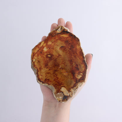 Petrified Wood Slices & Slabs Set of 5 - Expert Wholesale and Supplier of Wholesale Crystals & Bulk Gemstones, ["Freeforms","Indonesia","Petrified Wood","Slices and Slabs"]