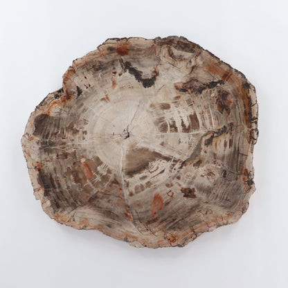 Petrified Wood Slab