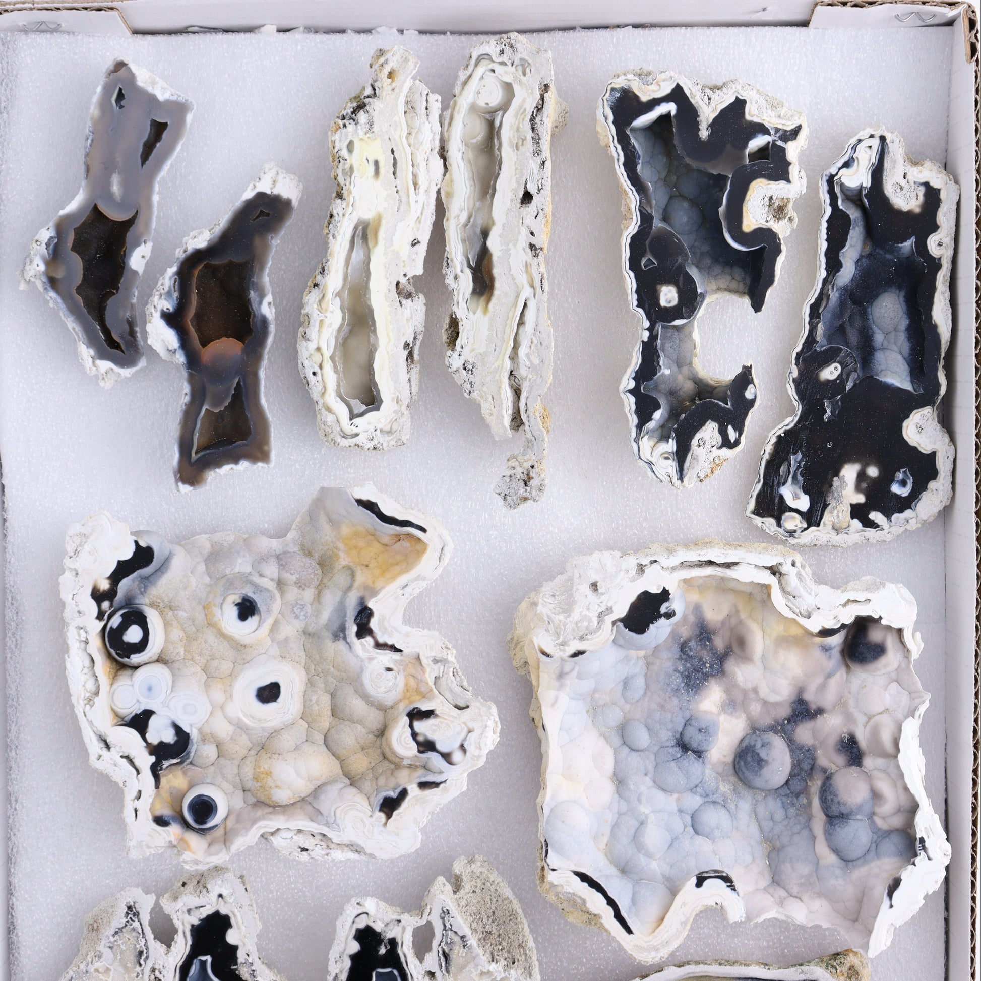 Agatized Coral Flat - Expert Wholesale and Supplier of Wholesale Crystals & Bulk Gemstones, ["Agate","Agatized Coral","Coral","United States"]