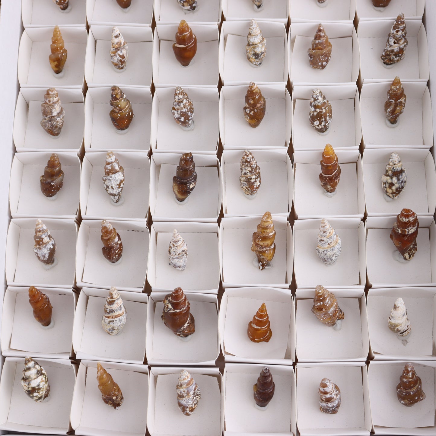 Agate-Replaced Shells Flat of 54 - Expert Wholesale and Supplier of Wholesale Crystals & Bulk Gemstones, ["Agate","Agate Shells","Morocco","shell","shells"]