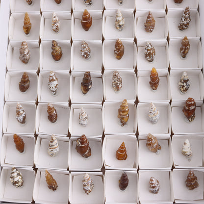 Agate-Replaced Shells Flat of 54 - Expert Wholesale and Supplier of Wholesale Crystals & Bulk Gemstones, ["Agate","Agate Shells","Morocco","shell","shells"]