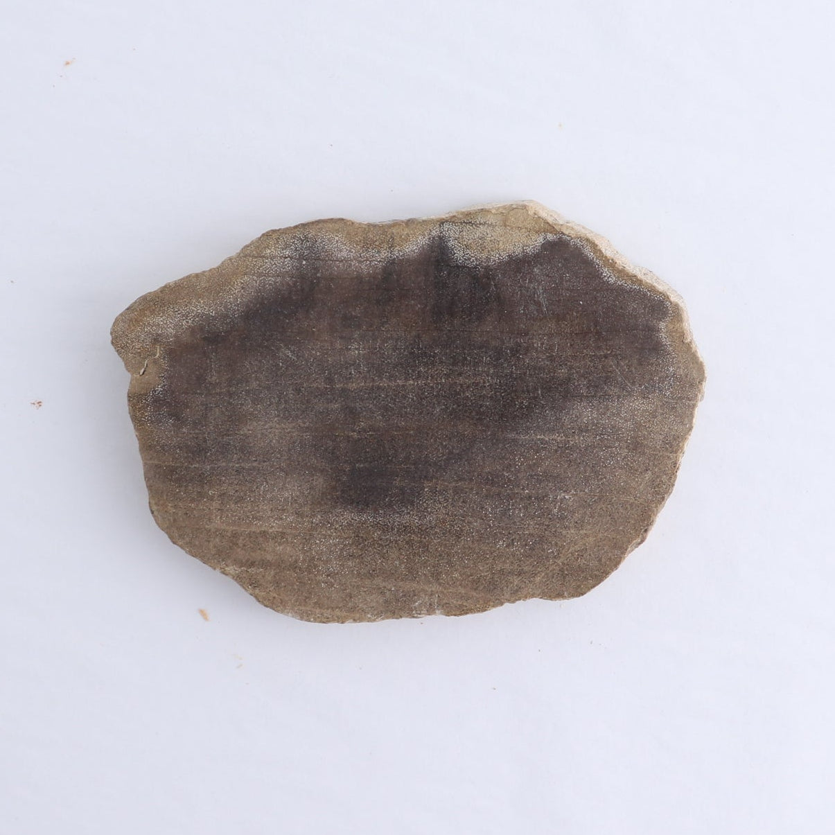 Petrified Wood Slices & Slabs Set of 4