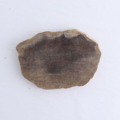 Petrified Wood Slices & Slabs Set of 4