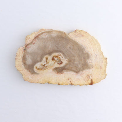 Petrified Wood Slices & Slabs Set of 5