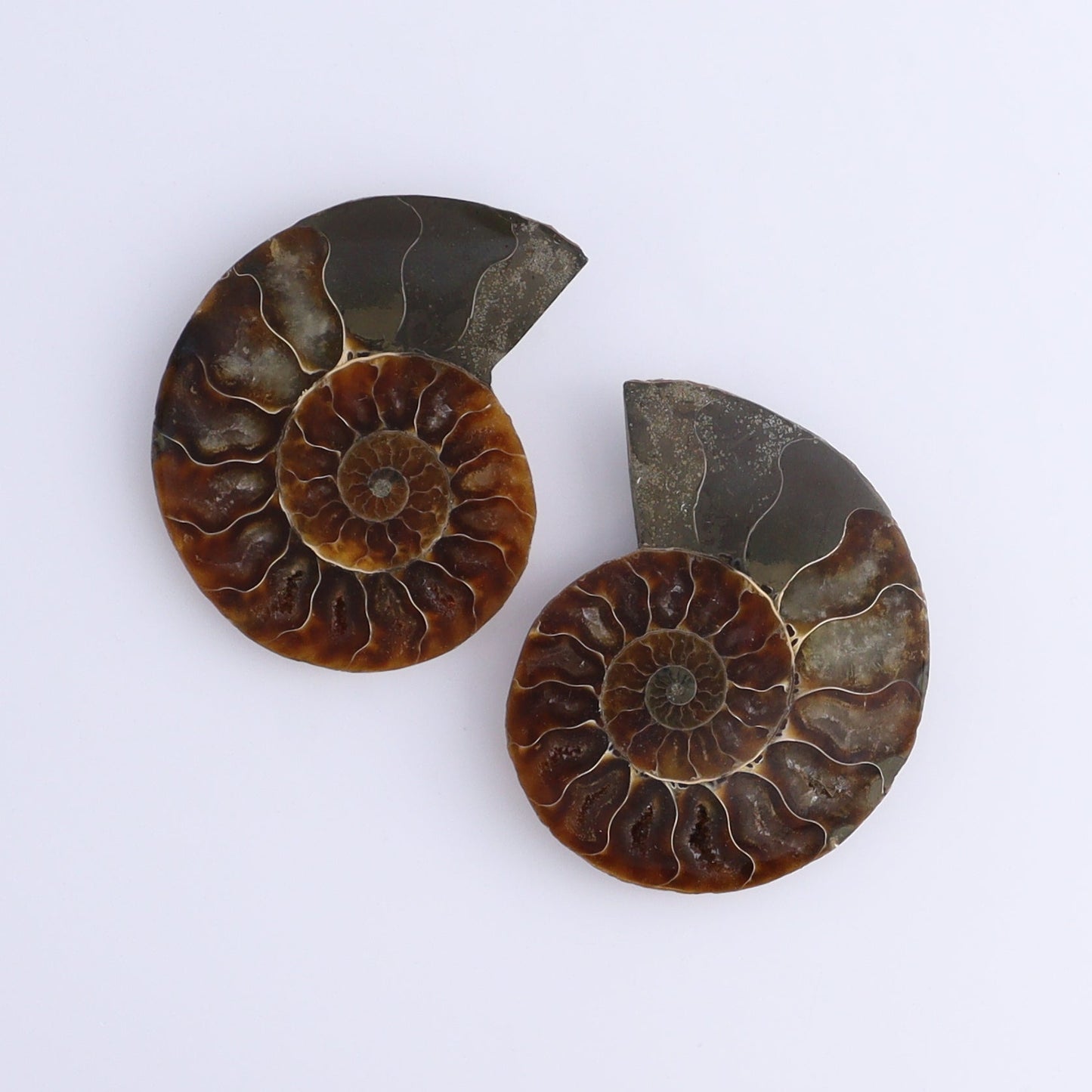 Ammonite Shells Set of 8 - Expert Wholesale and Supplier of Wholesale Crystals & Bulk Gemstones, ["Ammonite","Madagascar","shells"]