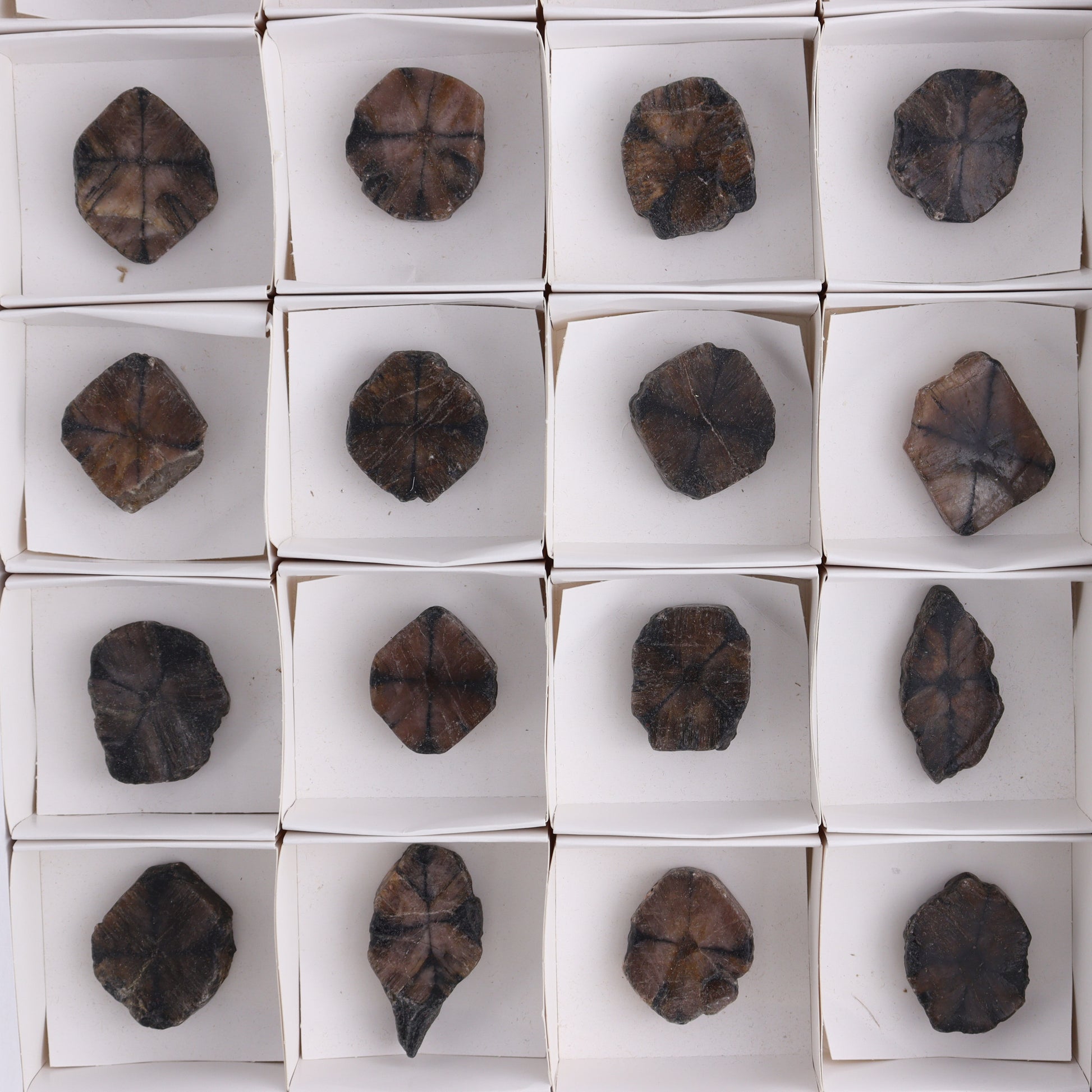 Chiastolite Flat of 24 - Expert Wholesale and Supplier of Wholesale Crystals & Bulk Gemstones, ["chiastolite","China","flat","Flats"]