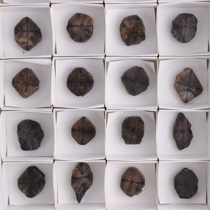 Chiastolite Flat of 24 - Expert Wholesale and Supplier of Wholesale Crystals & Bulk Gemstones, ["chiastolite","China","flat","Flats"]