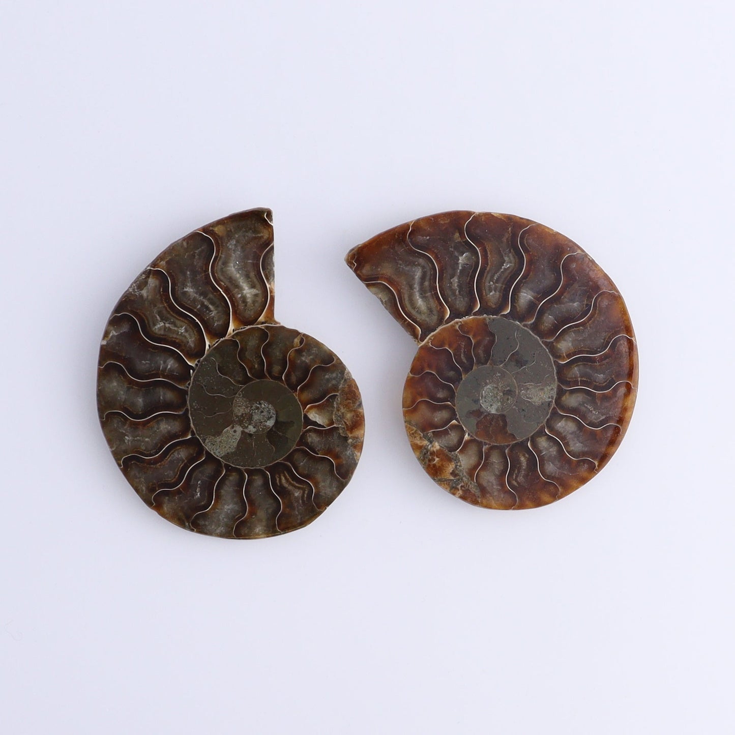 Ammonite Shells Set of 8 - Expert Wholesale and Supplier of Wholesale Crystals & Bulk Gemstones, ["Ammonite","Madagascar","shells"]