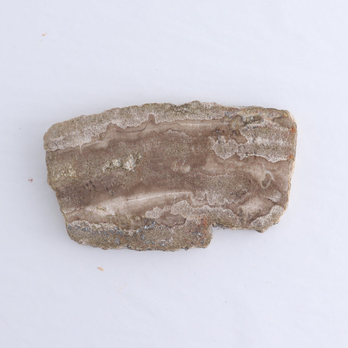 Petrified Wood Slices & Slabs Set of 4