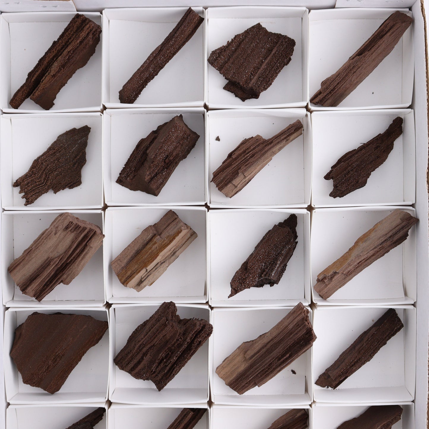 Permineralized Wood Flat of 24 - Expert Wholesale and Supplier of Wholesale Crystals & Bulk Gemstones, ["Flats","Germany","Permineralized Wood"]