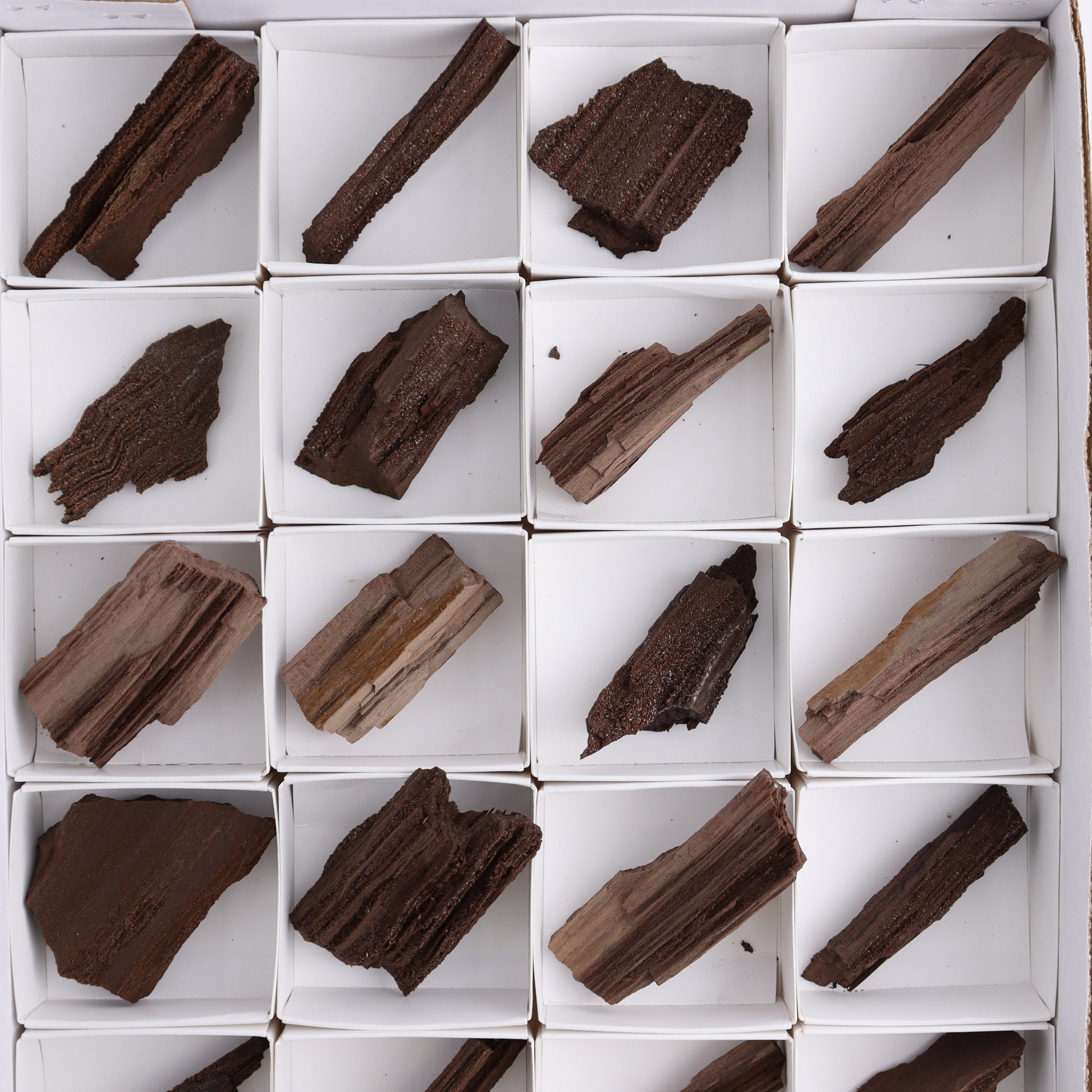 Permineralized Wood Flat of 24 - Expert Wholesale and Supplier of Wholesale Crystals & Bulk Gemstones, ["Flats","Germany","Permineralized Wood"]