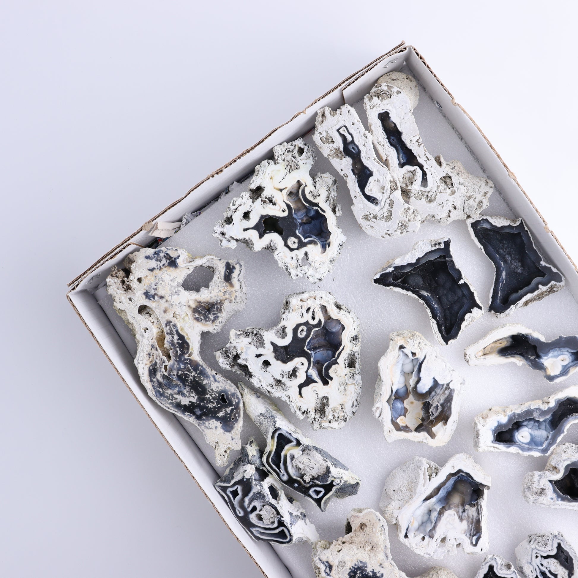 Agatized Coral Flat - Expert Wholesale and Supplier of Wholesale Crystals & Bulk Gemstones, ["Agate","Agatized Coral","Coral","United States"]