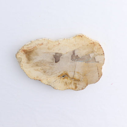 Petrified Wood Slices & Slabs Set of 5