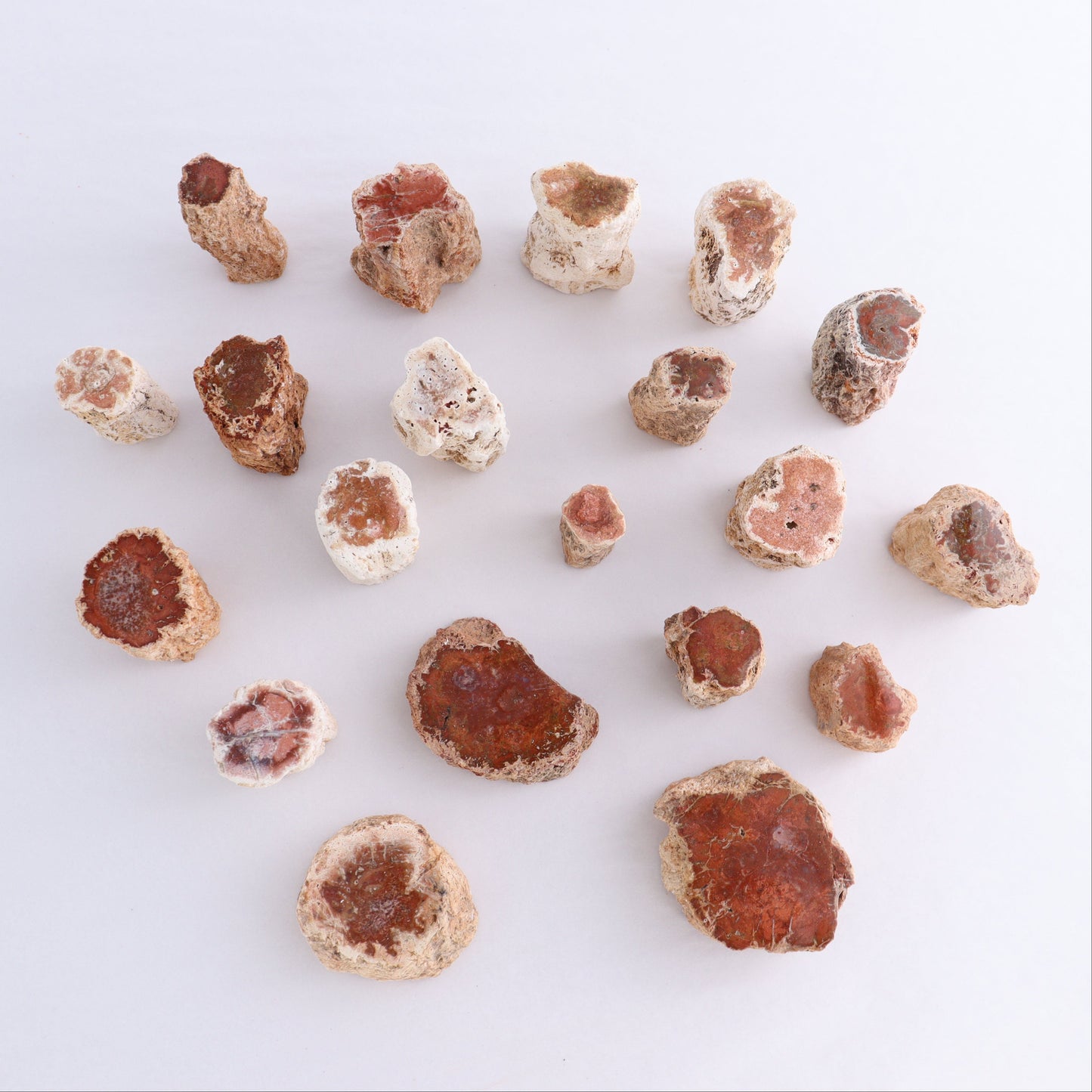 Petrified Wood Cut Bases Set of 20 - Expert Wholesale and Supplier of Wholesale Crystals & Bulk Gemstones, ["Cut Base","Petrified Wood"]