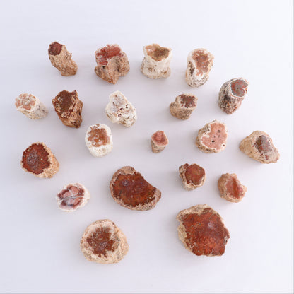 Petrified Wood Cut Bases Set of 20 - Expert Wholesale and Supplier of Wholesale Crystals & Bulk Gemstones, ["Cut Base","Petrified Wood"]