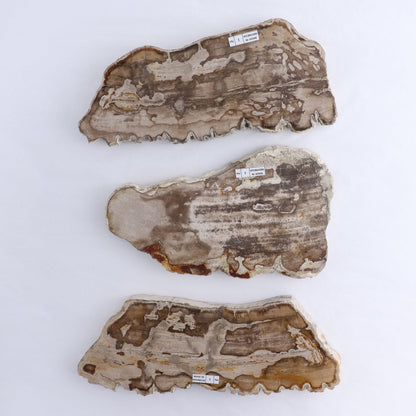 Petrified Wood Slices & Slabs Set of 3