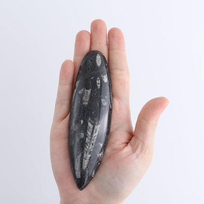 One Orthoceras Fossil