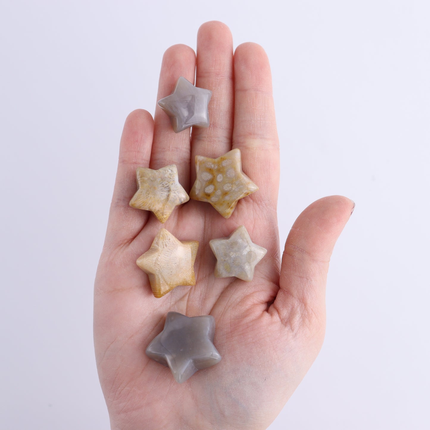 One Fossil Coral Star - Expert Wholesale and Supplier of Wholesale Crystals & Bulk Gemstones, ["fossil coral","Indonesia","stars"]