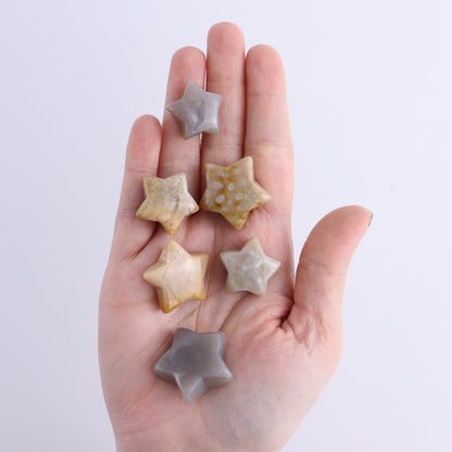 One Fossil Coral Star - Expert Wholesale and Supplier of Wholesale Crystals & Bulk Gemstones, ["fossil coral","Indonesia","stars"]