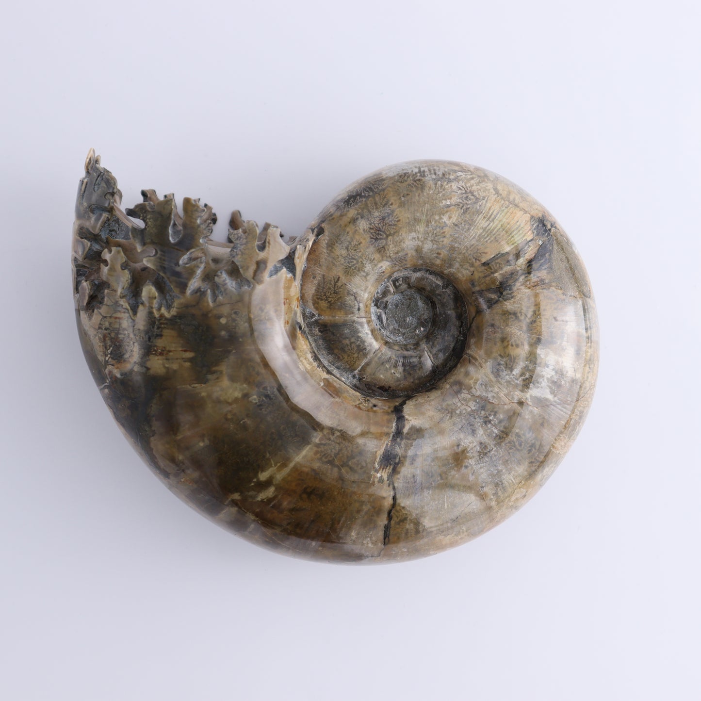 Ammonite Shell - Expert Wholesale and Supplier of Wholesale Crystals & Bulk Gemstones, ["Ammonite","shells"]