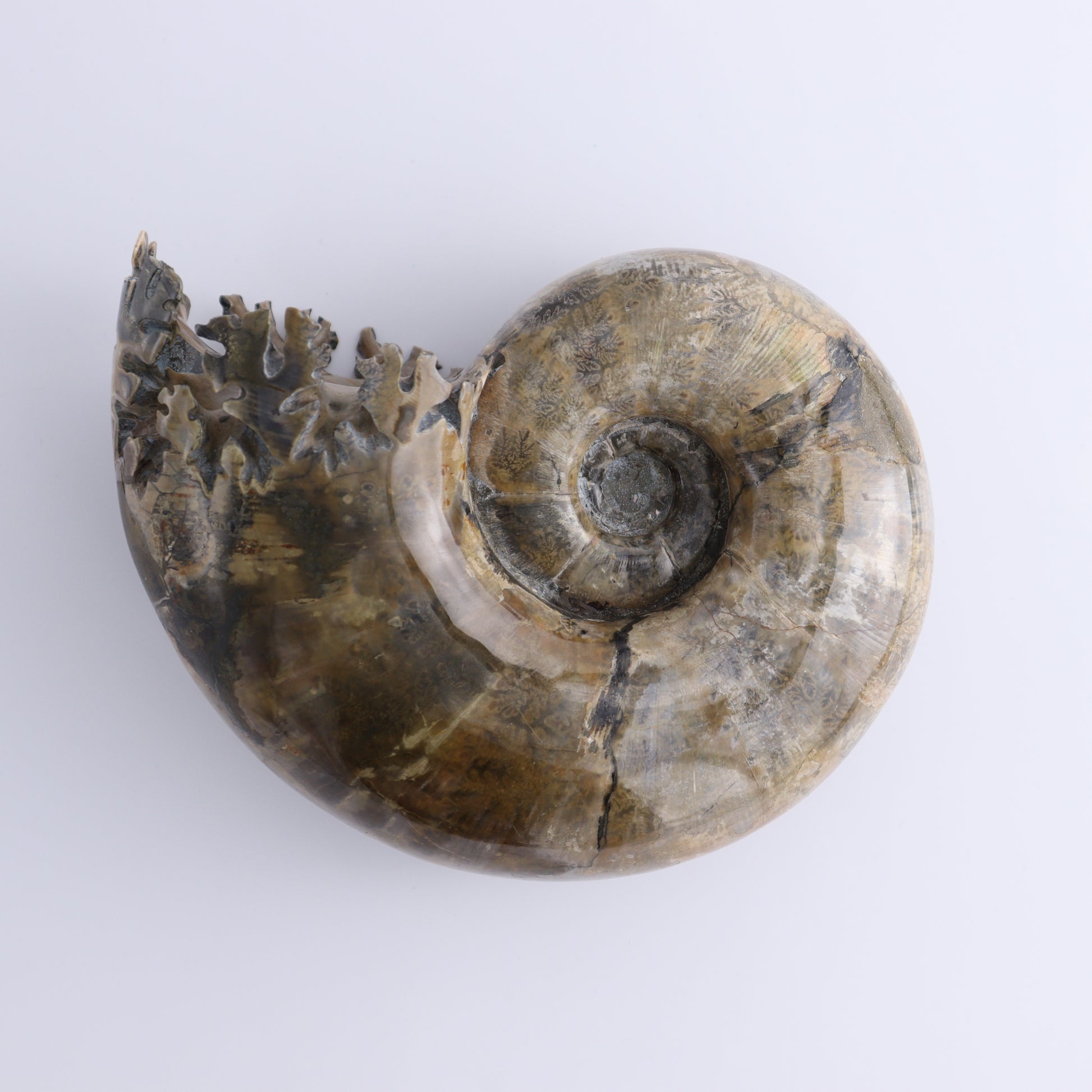Ammonite Shell - Expert Wholesale and Supplier of Wholesale Crystals & Bulk Gemstones, ["Ammonite","shells"]