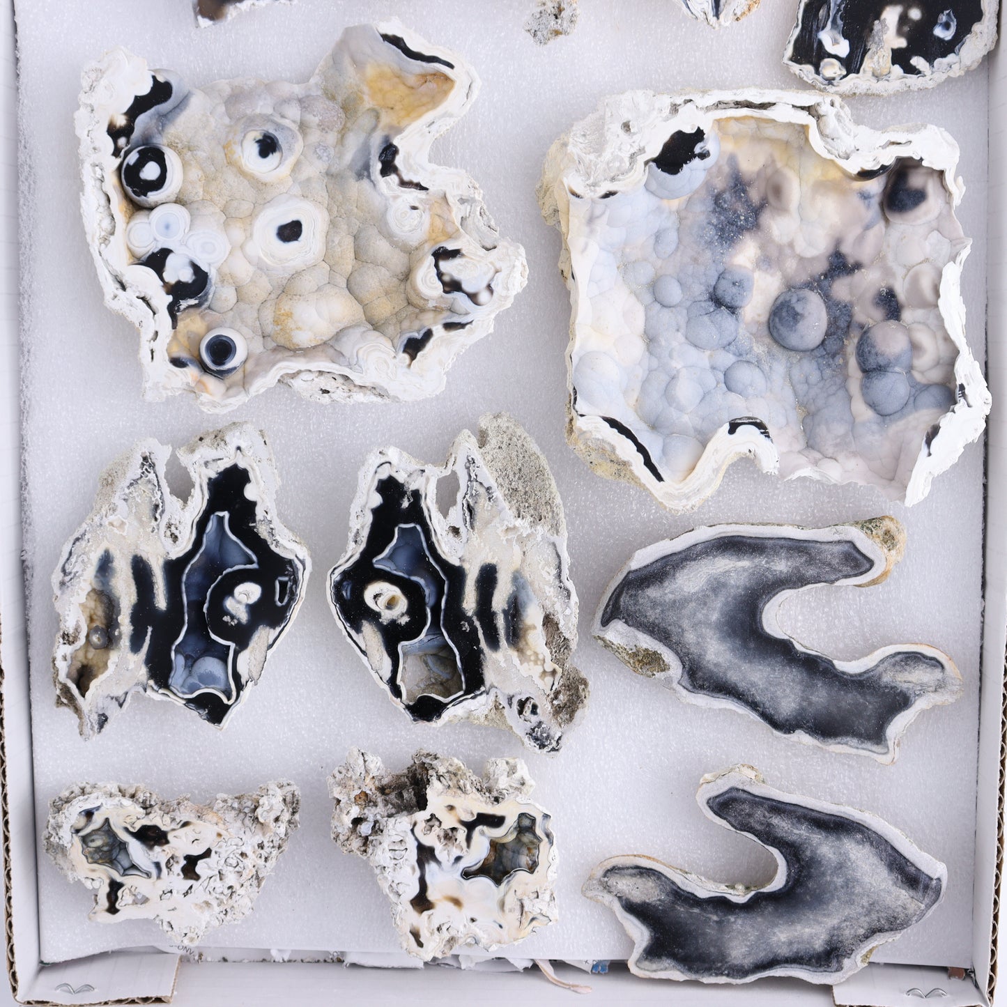 Agatized Coral Flat - Expert Wholesale and Supplier of Wholesale Crystals & Bulk Gemstones, ["Agate","Agatized Coral","Coral","United States"]
